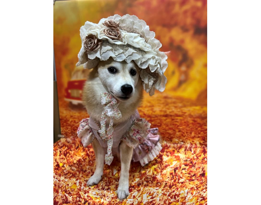 ペットのための推し活撮影イベント