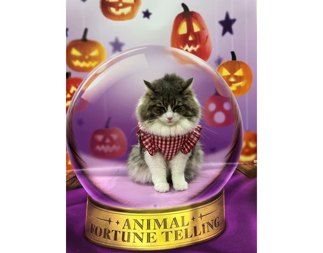 ペットのための推し活撮影イベント